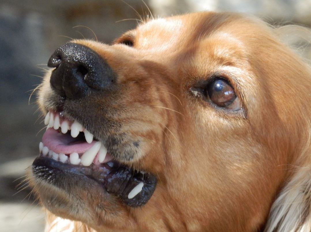 Perro que percibe malas vibras